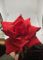 Троянда Оксамитова(Бархатна) Одиночна ІІ001300125  Висота 65 см