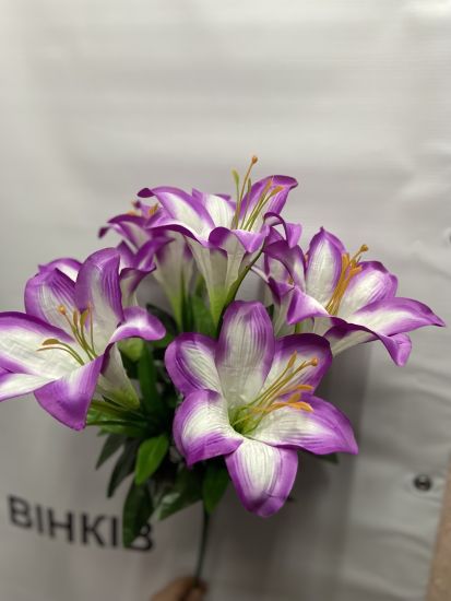 Лілія 7 голів ОА00170