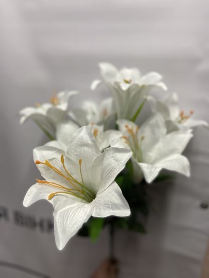 Ліля 7 голів