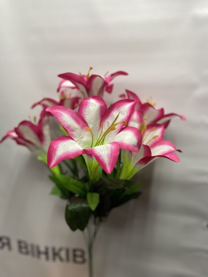 Лілія 7 голів ОА00170