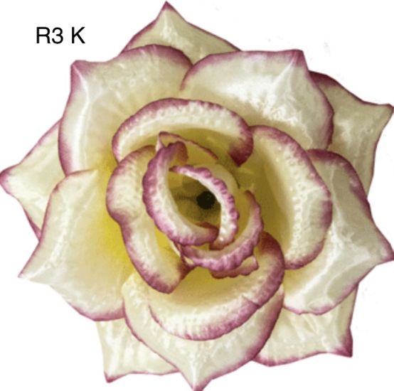 Штучні квіти Троянда R3 d.150mm atlas