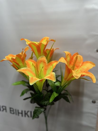 Ліля 7 голів