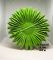 Лист l35 пальма
