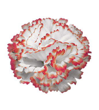 Гвоздика 85 мм