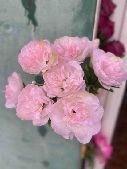 Троянда Ангійська VV 0013560 9 Голів