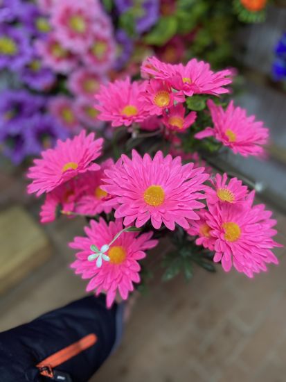 Гербера 10 голів vv0013000