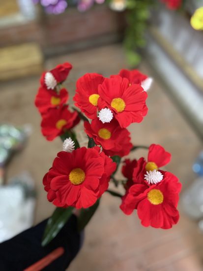 Ромашка Оксамитова VV016010