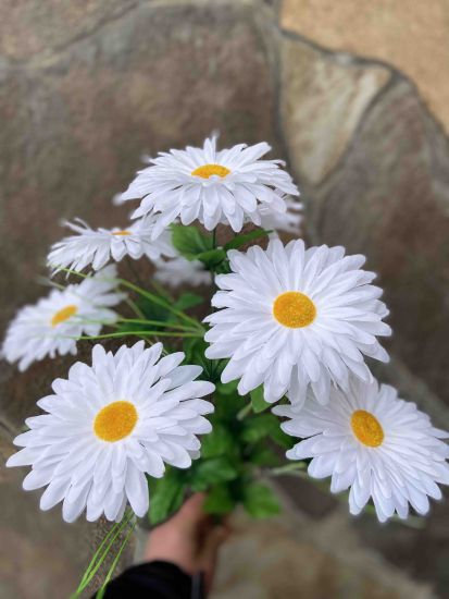 Ромашка ОА 1000 9 голів