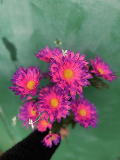 Ромашка vv0013013 10 голів