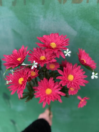 Ромашка vv0013013 10 голів