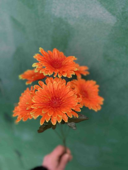 Гербера vv0032130 6 голів