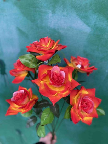 Троянда Оксамитова vv0022506