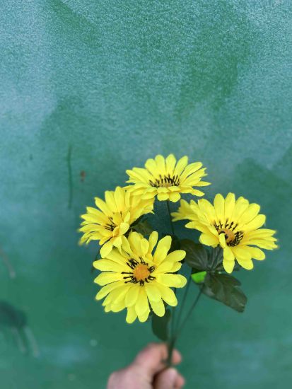 Гербера vv00030450 6 голів