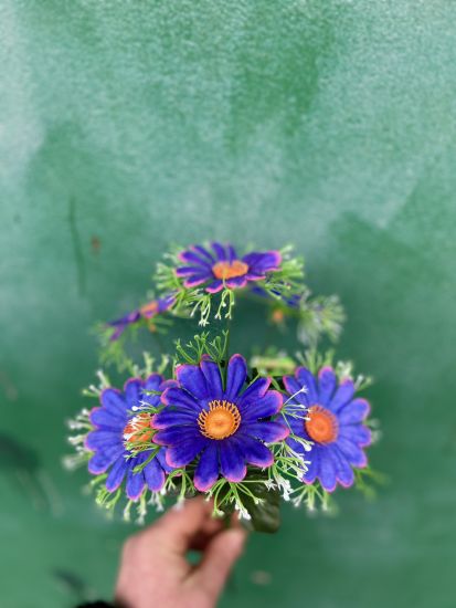 Ромашка vv000240360 6 голів пласт