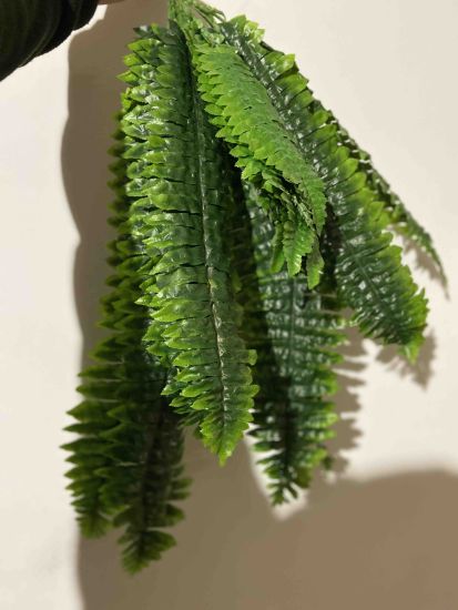 Кущ Папороті номер 20