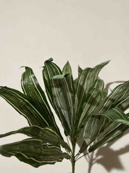 Кущ Драцена Облямована 24 листи Кущ Драцена Облямована 24 листи