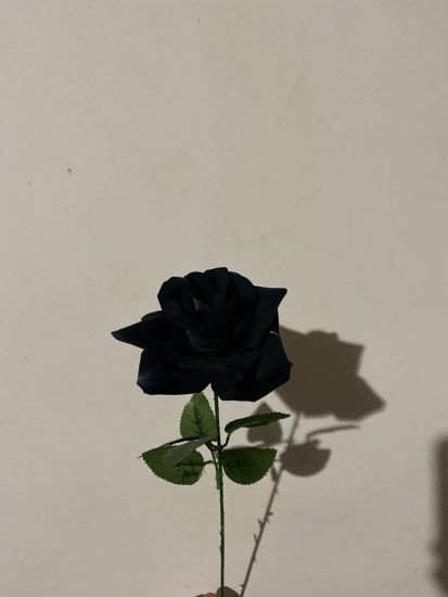 Троянда Оксамитова(Бархатна) Одиночна ІІ001300125  Висота 65 см